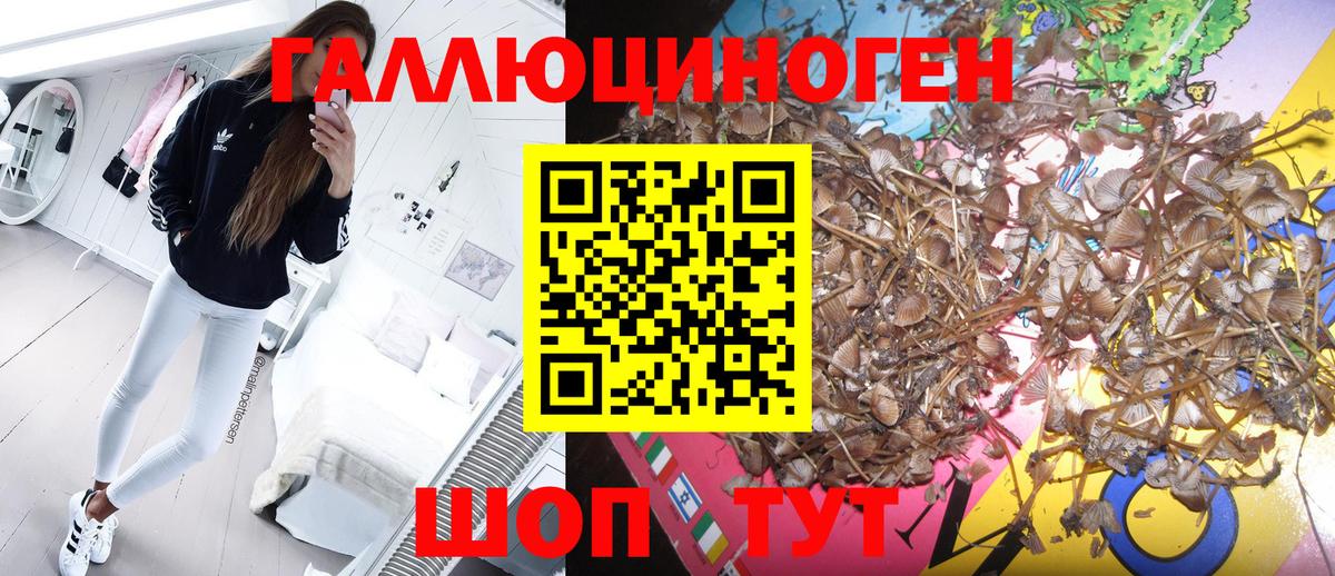 как найти закладки  Галлюциногенные грибы прущие грибы  Вход с VPN  Ессентуки  Псилоцибиновые грибы MAGIC MUSHROOMS 